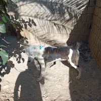 سگ البای روس|سگ|بوشهر, |دیوار