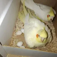 جفت عروس هلندی
