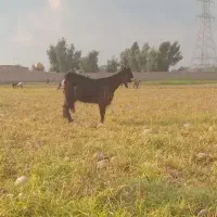 تیر بز نجدی  نزدیک زا