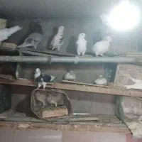 کبوتر فروشی  ۳۰ عدد به خاطر نداشتن جای نگهداری|پرنده|مهریز, |دیوار