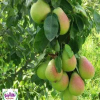 نهالستان مهندس زردادی مشهد، درخت ، نهال، گلخانه|گل و گیاه طبیعی|اصفهان, بهارستان (مخابرات)|دیوار