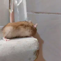 همستر از نژاد درف|موش و خرگوش|قزوین, |دیوار