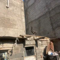 مرغ لاری رنگ خاص