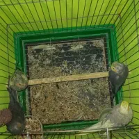 یه جفت عروس هلندی نروماده هستن جوجه هم داره