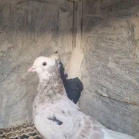 ۸تا شازده خوب|پرنده|تهران, ترمینال جنوب|دیوار