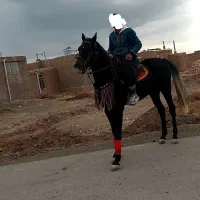 اسب نریون تاخت