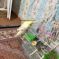 عروس هلندی|پرنده|انگوت, |دیوار