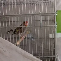 سهره کرمونی مست