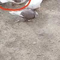 کبوتر دوکت|حیوانات|جوکار, |دیوار