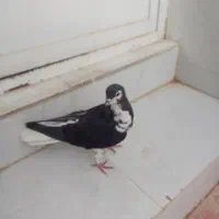 شهری|پرنده|شیراز, کرونی(خاتونک)|دیوار