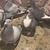 باسلام|پرنده|کرمان, |دیوار