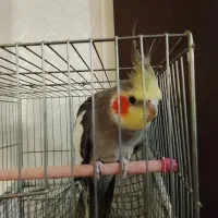 عروس هلندی سخن گو