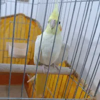 عروس هلندی