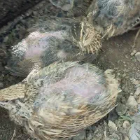بلدرچین تخم‌گذار و تخم بلدرچین نطفه دار و خوراکی