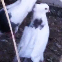 کبوتر گمشده