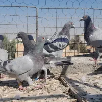 ۸تا پلاکی مسافتی نر و ماده