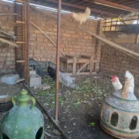 مرغ گلین