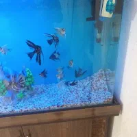 ماهی آنجل|ماهی|تهران, شهرک رضویه|دیوار