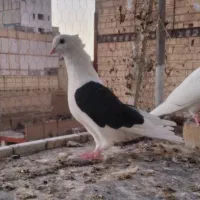 پشت کلاغ سفید