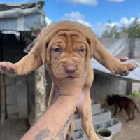 پیتبول|سگ|بندرعباس, |دیوار