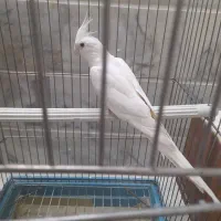 عروس هلندی آلبینو