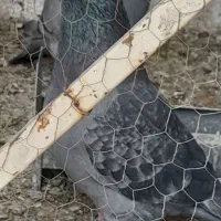 کفتر پرشی|پرنده|قم, ولیعصر|دیوار