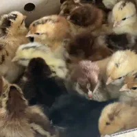 جوجه مرغ محلی گلپایگانی