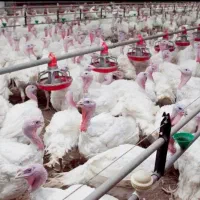 بوقلمون ارگانیک تحویل درب منزل رایگان ..