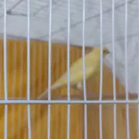 قناری طلایی