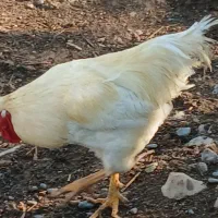 خروس دارم فروشی