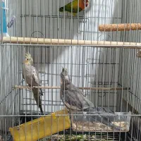 جوجه عروس هلندی با کوتوله برزیلی