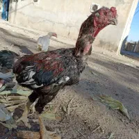خروس لاری