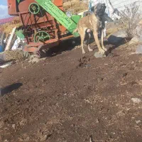 توله سرابی|سگ|هیر, |دیوار