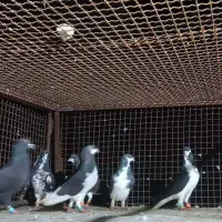 کفتر شهری زرنگ