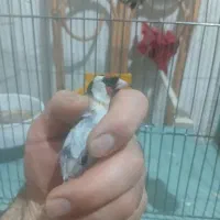 قناری گلاستر ماده سهره دو ماه قفس|پرنده|اسکو, |دیوار