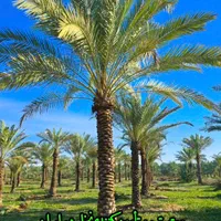 گیلان سبز نخل پالم فونیکس تنها مرجع رسمی ایران