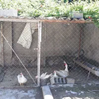 لانه پرندگان