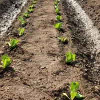 دسته کارگر برای نشا و کلم بری دارم