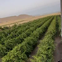 غوره|خوردنی و آشامیدنی|اسلام‌‌آباد غرب, |دیوار
