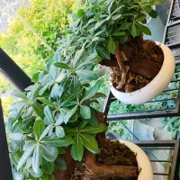 میخک هندی|گل و گیاه طبیعی|قم, وادی السلام|دیوار