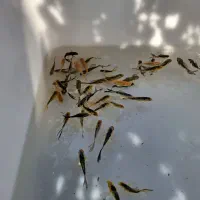 ماهی کوی ژاپنی باله بلند دو و پنج بندی|ماهی|زبرخان, |دیوار