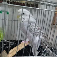 پرنده مرغ عشق