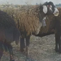 میش.بره.شیشک|حیوانات مزرعه|بوئین و میاندشت, |دیوار