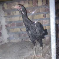 سه عدد مرغ و یک خروس