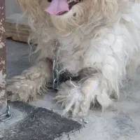 سگ پشمالو|سگ|مشهد, باغون آباد|دیوار