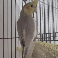 عروس هلندی اهویی