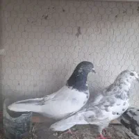 کبوتر|پرنده|اردبیل, |دیوار