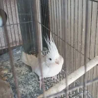 یه جفت عروس هلندی بالغ در حال تخم گذاری|پرنده|نگین شهر, |دیوار