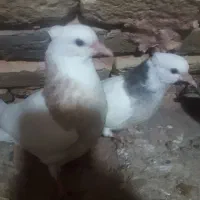 طوقی|پرنده|سبزوار, اسلام آباد|دیوار