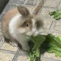 خرگوش مینی لوپ|موش و خرگوش|تهران, ائمه اطهار|دیوار